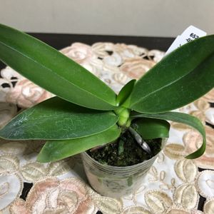 Phal.aphrodite subsp.formosana,洋ラン,アマビリス＊,おうち園芸,ファレノプシス アフロディーテ. フォーモサナの画像