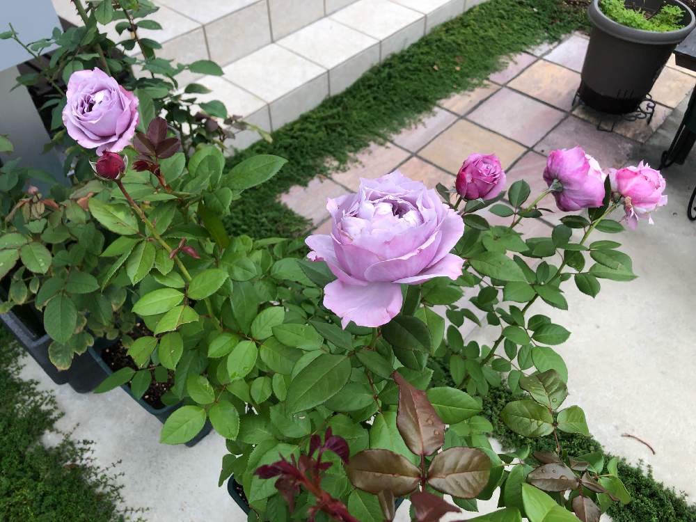 バラの投稿画像 By こうすけさん 薔薇とノヴァーリスとバラ 鉢植えとばら バラ 薔薇と月曜日にはバラをとおうち園芸 21月11月1日 Greensnap グリーンスナップ