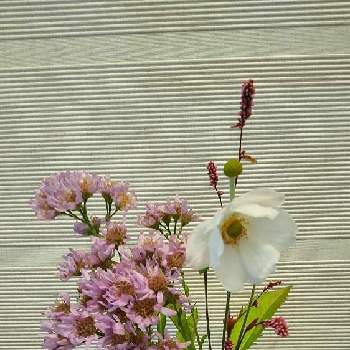 紫苑の画像 by あななさん | 玄関とイヌタデ♪と紫苑と秋明菊♪と切り花と白い磁器の一輪挿し