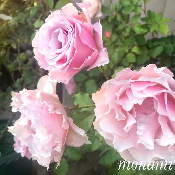 ラマリエの画像 by モナミさん | 私の癒し♡とわたしの楽しみと薔薇愛同盟とおうち時間とわれら17年組とバラが咲いたよとバラのある暮らしと月曜日にはバラをとバラが好きとラマリエ