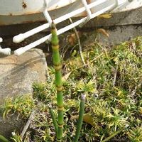 トクサ 木賊 の育て方 剪定や挿し木 株分けの方法は Greensnap グリーンスナップ
