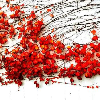 つたの葉の画像 by カンコさん | つたの葉と葉っぱ いいなぁ