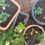 ゼラニウム カリオペ ローズスプラッシュの一覧 Greensnap グリーンスナップ