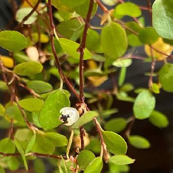 ワイヤープランツの実の投稿画像一覧 Greensnap グリーンスナップ