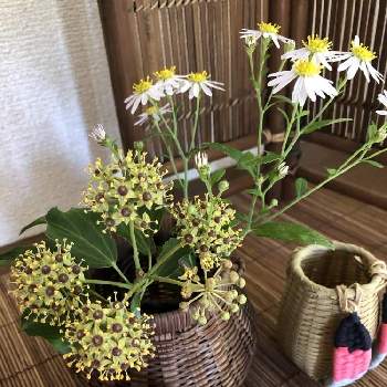 花をいけるの投稿画像一覧 Greensnap グリーンスナップ