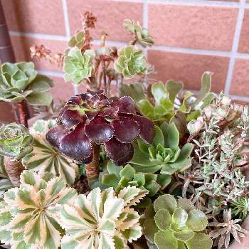 アエオニウム キウイの投稿画像一覧 Greensnap グリーンスナップ