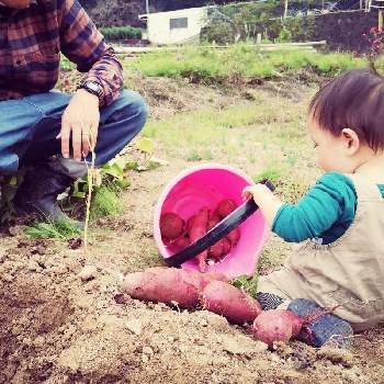 焼き芋の投稿画像一覧 Greensnap グリーンスナップ
