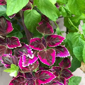 コリウス ときめきリンダの投稿画像一覧 Greensnap グリーンスナップ