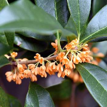 金木犀の香りの投稿画像一覧 Greensnap グリーンスナップ