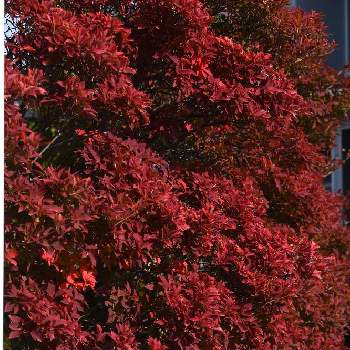落葉性の画像 by HEATHさん | ドウダンツツジと落葉性と日本原産と紅葉（こうよう）とツツジ科と生垣と地植え