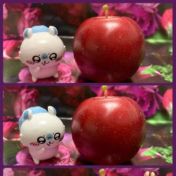 姫国光リンゴの画像 by Emiliaさん | ヒメリンゴと姫国光リンゴ