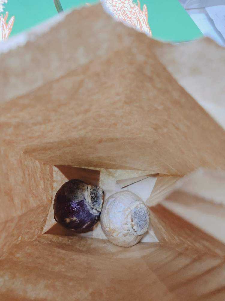 ヒヤシンスの水耕栽培 Greensnap グリーンスナップ