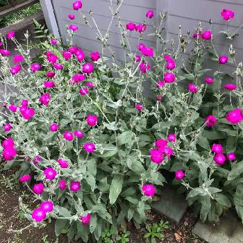 スイセンノウの投稿画像一覧 Greensnap グリーンスナップ