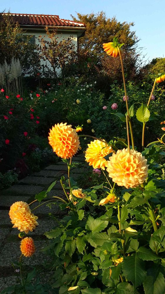 和の花♪さんの港の見える丘公園への投稿