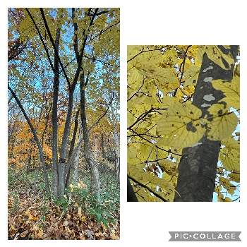 菩提樹の投稿画像一覧|🍀GreenSnap(グリーンスナップ)