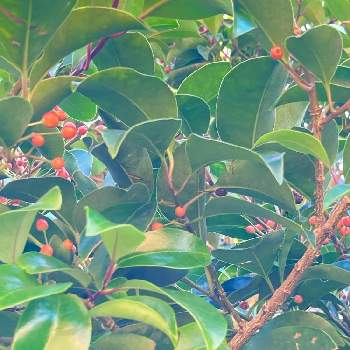 クロガネモチの紅い実の画像 by モンタナB Bさん | 小さな庭とクロガネモチの紅い実