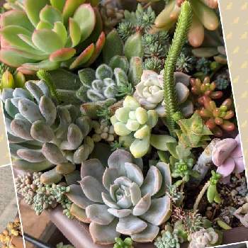 ジャシリーの投稿画像一覧 Greensnap グリーンスナップ