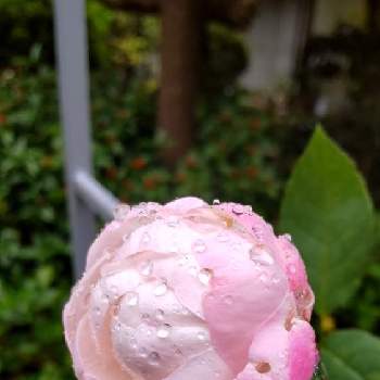ストロベリーマカロン薔薇の画像 by dangoさん | バラ　ストロベリーマカロンとバラ鉢植えとパティオローズとストロベリーマカロン薔薇