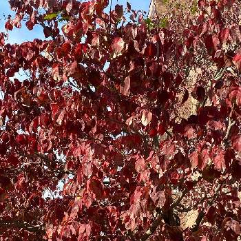 ハナミズキの紅葉。の画像 by 山ちゃんさん | ハナミズキの紅葉と花のある暮らしとハナミズキの紅葉。と色づく秋