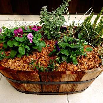 信貴山の花屋さん 岡本ガーデンの投稿画像一覧 Greensnap グリーンスナップ