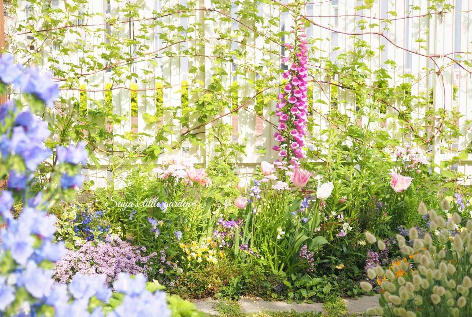 『秋まき・秋植え ガーデニングガイド』 秋の庭のお手入れ｜9月・10月・11月の園芸と家庭菜園 | となりの