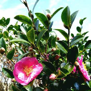 日本原産の投稿画像一覧 Greensnap グリーンスナップ