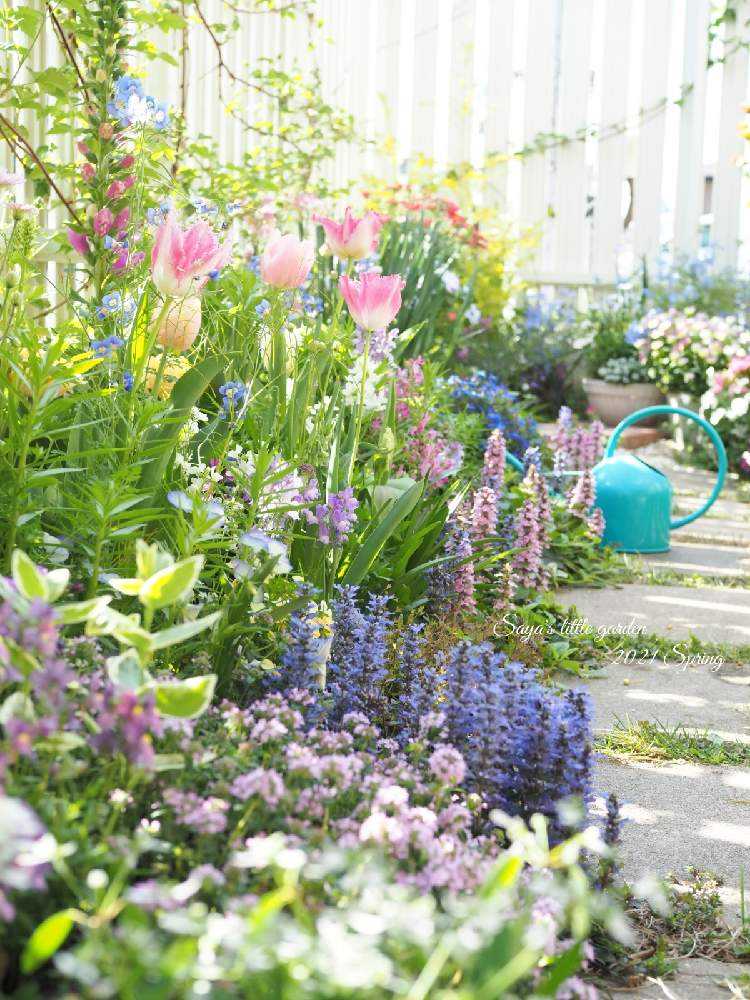 『秋まき・秋植え ガーデニングガイド』 秋まき種まきっ子2021の芽🌱&春花壇のレイアウト🌷｜🍀GreenSnap