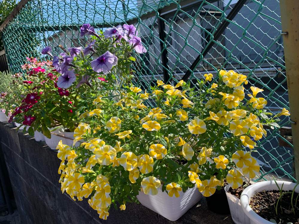 ニチニチソウの投稿画像 By ゆみるさん スーパーベルレモンスライスとペチュニアと駐車場とお気に入りとpwとおうち園芸とかわゆいと花いろいろと花のある暮らし 21月11月1日 Greensnap グリーンスナップ