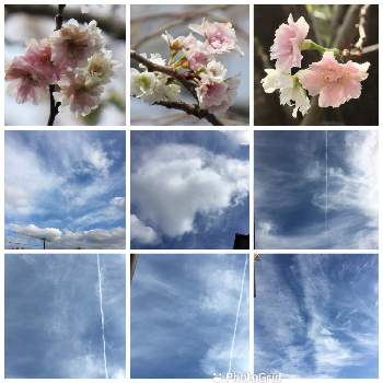 飛行機雲の画像 by poohさん | お出かけ先と十月桜とキュンキュン乙女倶楽部と空が好き♪と雲仲間とピンクと綺麗とお写ン歩と雲が好きとかわいい❤と飛行機雲と素敵