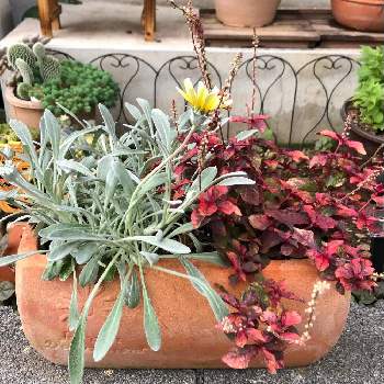 アルテルナンテラ マーブルクイーンの投稿画像一覧 Greensnap グリーンスナップ