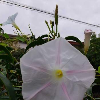 アサガオの花の画像 by ビビ⋅アンさん | アサガオの花と小さな庭♡と朝顔　家の朝顔