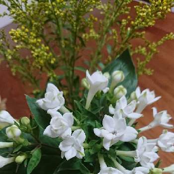 ブバルディア の投稿画像一覧 Greensnap グリーンスナップ