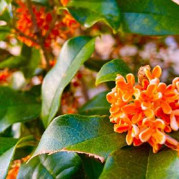 金木犀の香りの投稿画像一覧 Greensnap グリーンスナップ