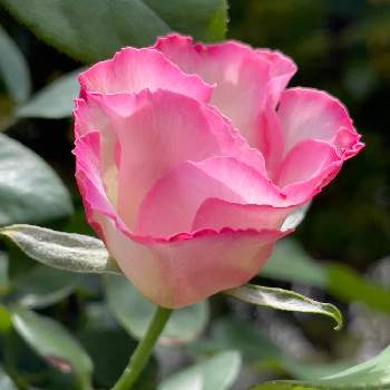 バラ ストロベリーアイスの画像 by AOAさん | 小さな庭とバラ ストロベリーアイスとバラ初心者とお花大好き♡とデビットオースチンとお気に入り♡とおうち園芸とキレイだな♡とピンク色の花と花のある暮らしとかわいいな♡