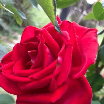 真っ赤な薔薇の花の画像 by EMIさん | お出かけ先と花のある暮らしと紅い花と赤いお花と秋の夕暮れとばら バラ 薔薇とお散歩と夕暮れの薔薇園と真っ赤な薔薇の花