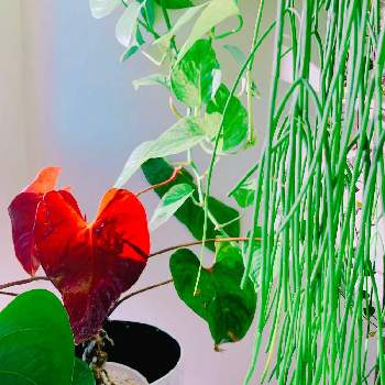アンスリウム赤の画像 by hiroさん | 部屋とアンスリウム☆とトロピカルと植中毒と派手な葉っぱと綺麗な葉っぱとアンスリウム属とアンスリウム赤と観葉植物がスキとハワイと熱帯植物とチーム海外