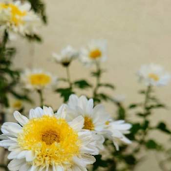 菊 鉢栽培の画像 by raizouさん | キクとスプレー菊と菊 鉢栽培