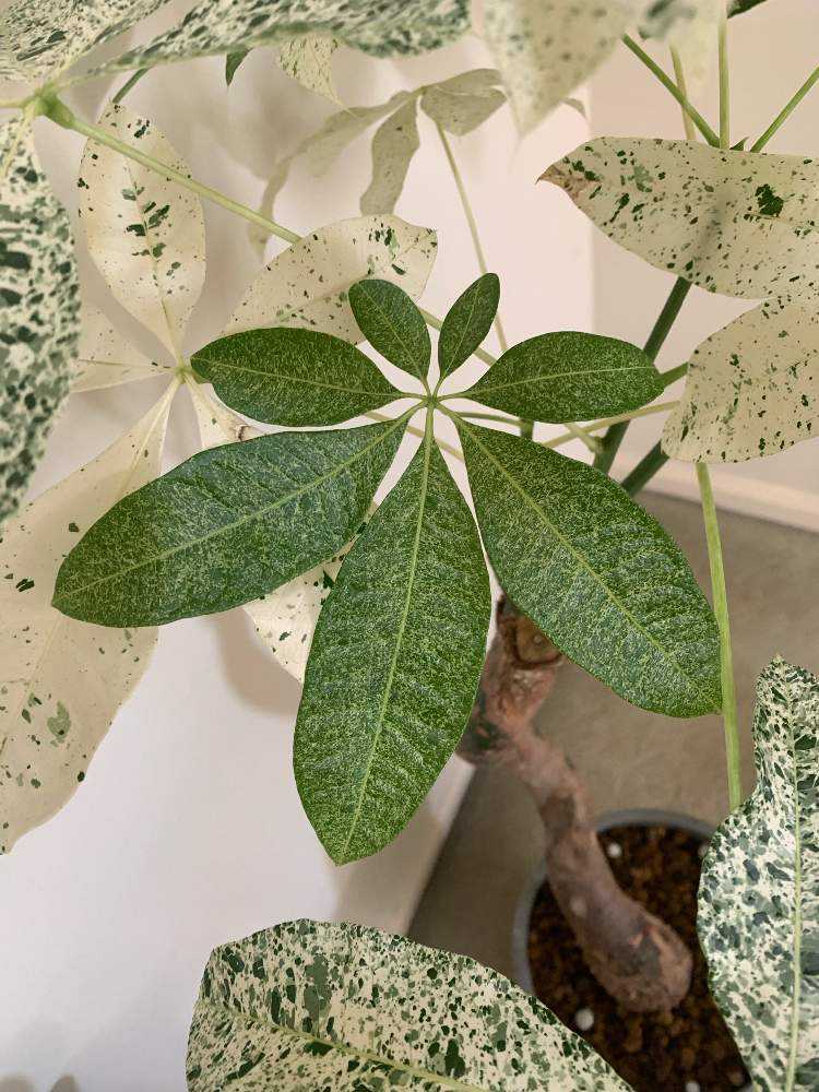 パキラ ミルキーウェイの斑はどのように入るのか。｜🍀GreenSnap