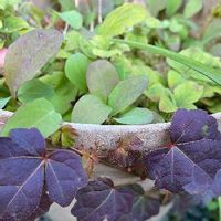 ツタの育て方 水やりの仕方や増やし方は Greensnap グリーンスナップ ツタの育て方 水やりの仕方や増やし方は Greensnap グリーンスナップ