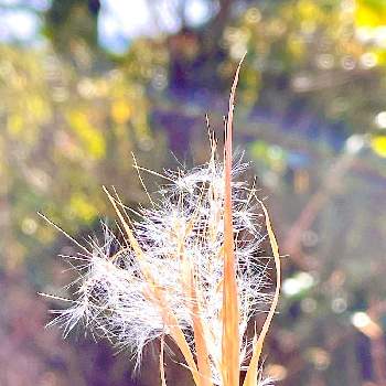 キラキラ光るの画像 by トラプンさん | メルケンカルカヤと雑草とキラキラ光る