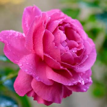 イヴ・ピアジェの画像 by ボヤージュさん | 小さな庭とイヴ・ピアジェと秋バラと薔薇に魅せられてとバラ大好きとバラのある暮らしとバラが好きとばら 薔薇 バラ