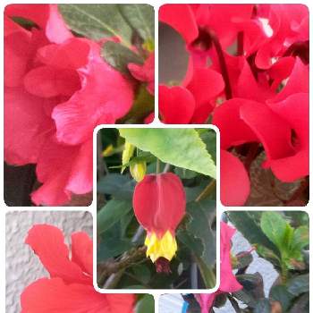 燃えるような赤2021の画像 by ヒロンさん | お出かけ先とガーデンシクラメンとウキツリボク（チロリアンランプ）とブッソウゲと西洋ツツジ、アザレアと西洋ツツジ、アザレアとガーデンシクラメン♡とあっ火曜日とアザレア❤️とお出かけと花曜日*。と真っ赤な花とあ、火曜日とアザレアの花とアブチロンさんとアブチロンの花と赤と黄色とバイカラーとブッソウゲ ( 仏桑華 )と ハイビスカスと ガーデンシクラメンとウキツリボク。と燃えるような赤2021と真っ赤な火曜日とお出かけ先といっても近所と火曜日