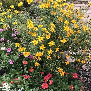 庭の鉢植えの画像 by なごこさん | 小さな庭とスーパーベル リッチ サンライズとスーパーベル ダブルピンクリップルとタゲテス・ゴールドメダルと庭の鉢植えとわれら17年組とPWとガーデリンクと花のある暮らしとPW育てた