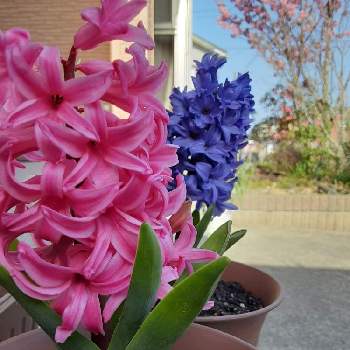 綺麗な紫♡の画像 by 藍苺*さん | 小さな庭とヒヤシンスと植物は癒しと濃いピンクとヒヤシンス水栽培と初心者とヒヤシンス鉢植とヒヤシンスの花と綺麗な紫♡と今日のお花と#ガーデニングと相談と綺麗な花と癒し…♡と綺麗な色♡とかわいいとお花は癒しと花が好きと良い香り