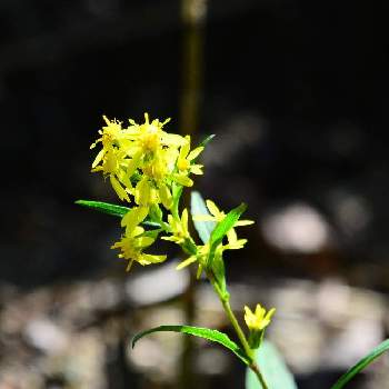 道端の草花の投稿画像一覧 Greensnap グリーンスナップ