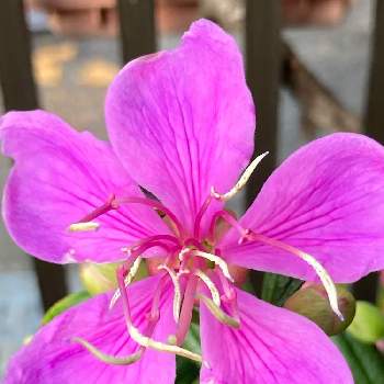 花の色が変化の画像 by manabeさん | 小さな庭とシコンノボタン・リトルエンジェルとノボタン リトルエンジェルとピンクの花と花の色が変化と花のある暮らし