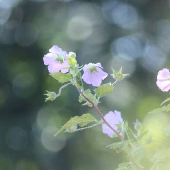 義母の庭の画像 by kyonさん | 小さな庭とアノダ(ピンク)と花曜日と自然美と癒し空間と義母の庭と素敵な時間と花のある暮らしと玉ボケ