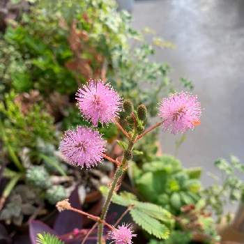 オジギソウの投稿画像一覧 Greensnap グリーンスナップ