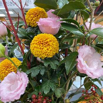 白玉椿の投稿画像一覧 Greensnap グリーンスナップ