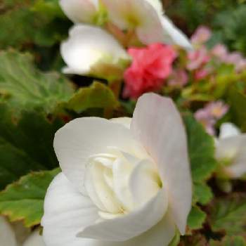 フォーチュンベゴニアの画像 by さんごさん | 小さな庭とフォーチュンベゴニアとガーデニングと花のある暮らしとバラ咲きと白・しろ・ホワイト